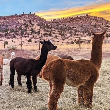Immersive Alpaca Encounter