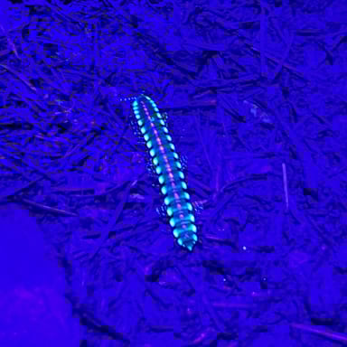 Sunset Tree Climbing Adventure in Silver Falls State Park