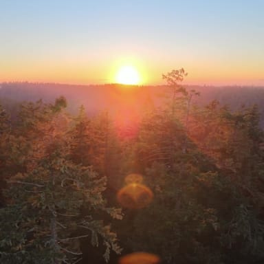 Sunset Tree Climbing Adventure in Silver Falls State Park