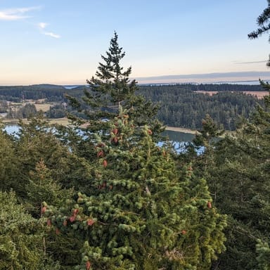Sunset Tree Climbing Adventure on Lopez Island