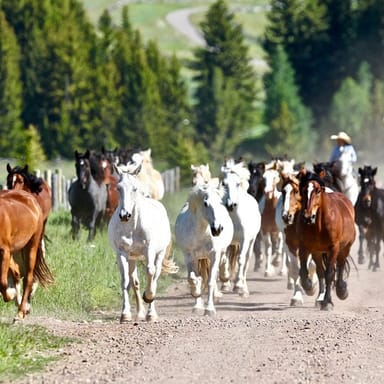 Teton Mountains Horseback Adventure