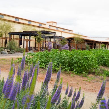 The HIVE Honey and Mead Tasting for Two