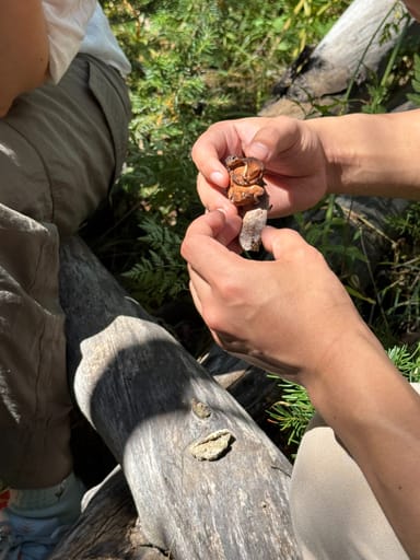 Rocky Mountain Foraging Hike for Two