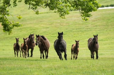 Claiborne Farm Stallion Barn Tour