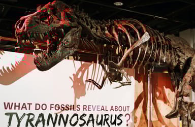 Smithsonian National Museum of Natural History and Museum of American History Tour