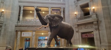 Smithsonian National Museum of Natural History Plus Air and Space Museum Tour