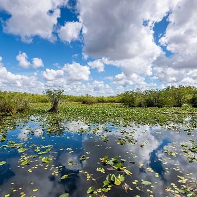 Tour the Everglades by Bus and Airboat