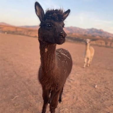 Camel Safari Zoo Tour and Tram Ride