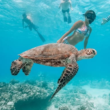 Waikiki Turtle Canyon Snorkel Tour
