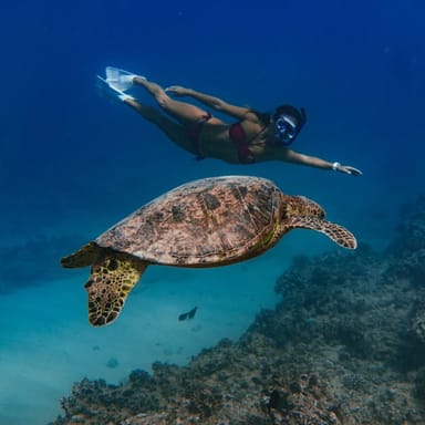 Waikiki Turtle Canyon Snorkel Tour