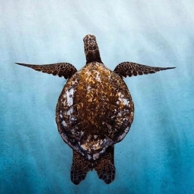 Private North Shore Snorkel and Turtles Tour