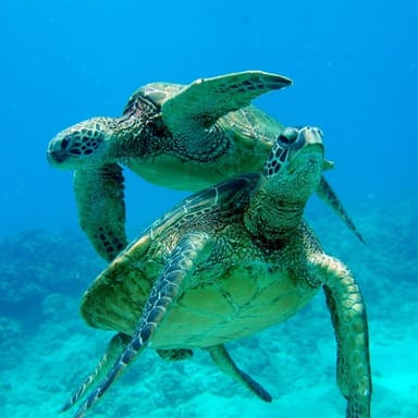 Afternoon Catamaran Sail and Snorkel with Transportation