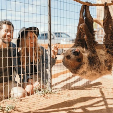 Camel Safari Zoo Tour and Tram Ride