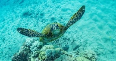 Discover Scuba: One-Tank Dive at Koloa Landing