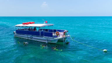 Dolphin Watch and Snorkel Eco Tour with Drinks