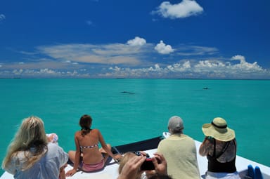Dolphin Watch and Snorkel Eco Tour with Drinks