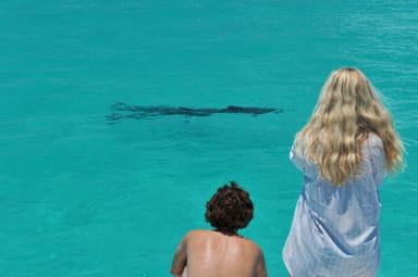 Dolphin Watch and Snorkel Eco Tour with Drinks