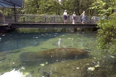 Manatee Snorkeling, Wildlife Park, and Airboat Ride with Lunch