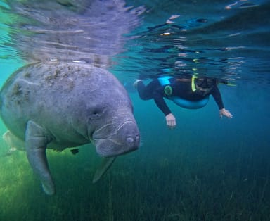 Manatee Snorkeling, Wildlife Park, and Airboat Ride with Lunch
