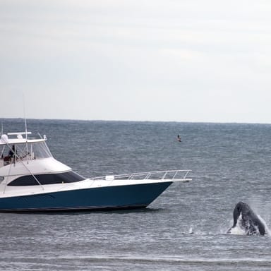 Jersey Shore Whale Watching Tour