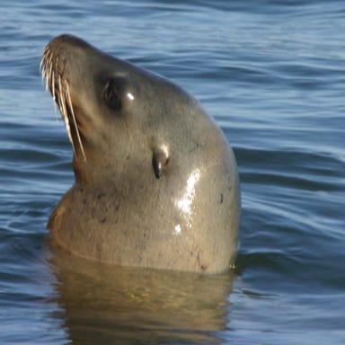 Wildlife and Whale Watching Expedition