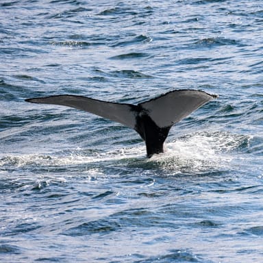 Jersey Shore Whale Watching Tour