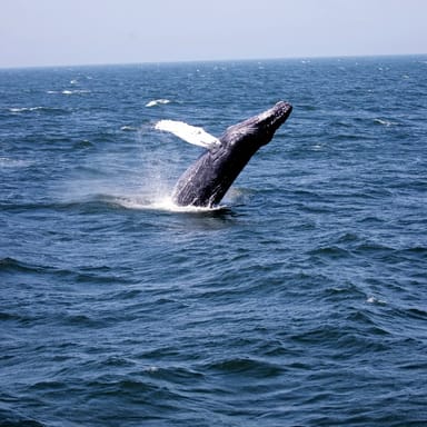 Jersey Shore Whale Watching Tour