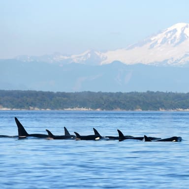 Wildlife and Whale Watching Expedition