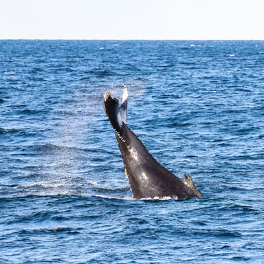 Jersey Shore Whale Watching Tour