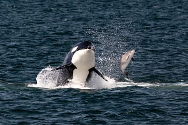Wildlife and Whale Watching Expedition