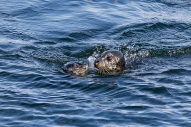 Wildlife and Whale Watching Expedition