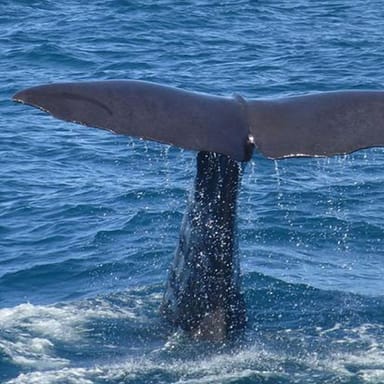 Whale Watching and Beach Tour