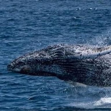 Whale Watching Cruise in Monterey Bay