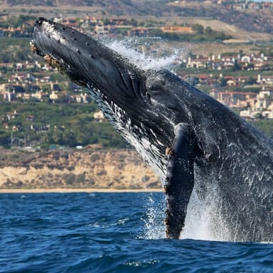 Newport Beach Whale Watching