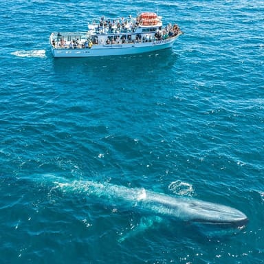 Newport Beach Whale Watching