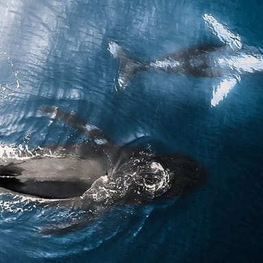 Private North Shore Whale Watching Tour