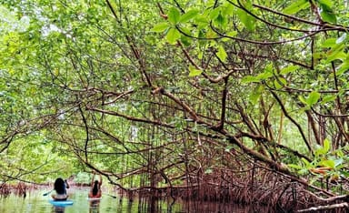Piñones Mangrove Paddleboard Adventure with Coconut Drink