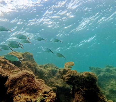 Isla Verde Snorkeling Adventure