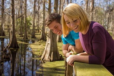 African Crested Porcupine Encounter at the Wild Florida Gator Park