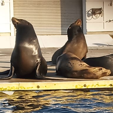 Wildlife, Wine, and Charcuterie Duffy Boat Cruise