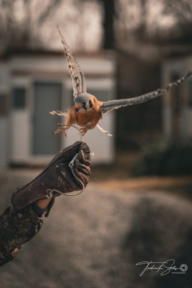 Intro to Falconry Lesson