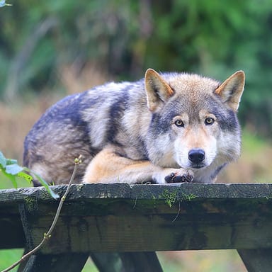VIP White Wolf Sanctuary Tour