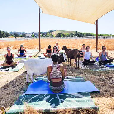 Goat Yoga Session at Charlie’s Acres