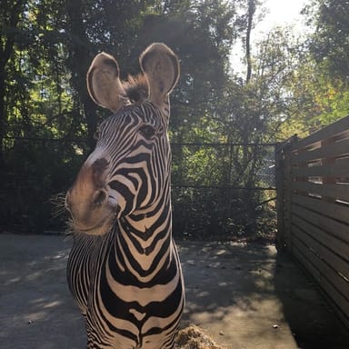 Zebra Encounter at the Oglebay Good Zoo
